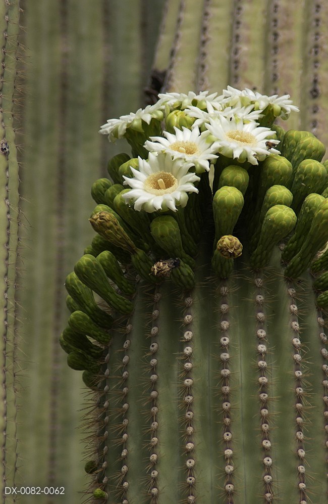 a cluster of white blooms with a yellow center seen on a saguaro cactus