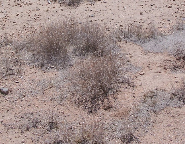 Dried brownish grasses blend with the desert soil such that few realize they are there