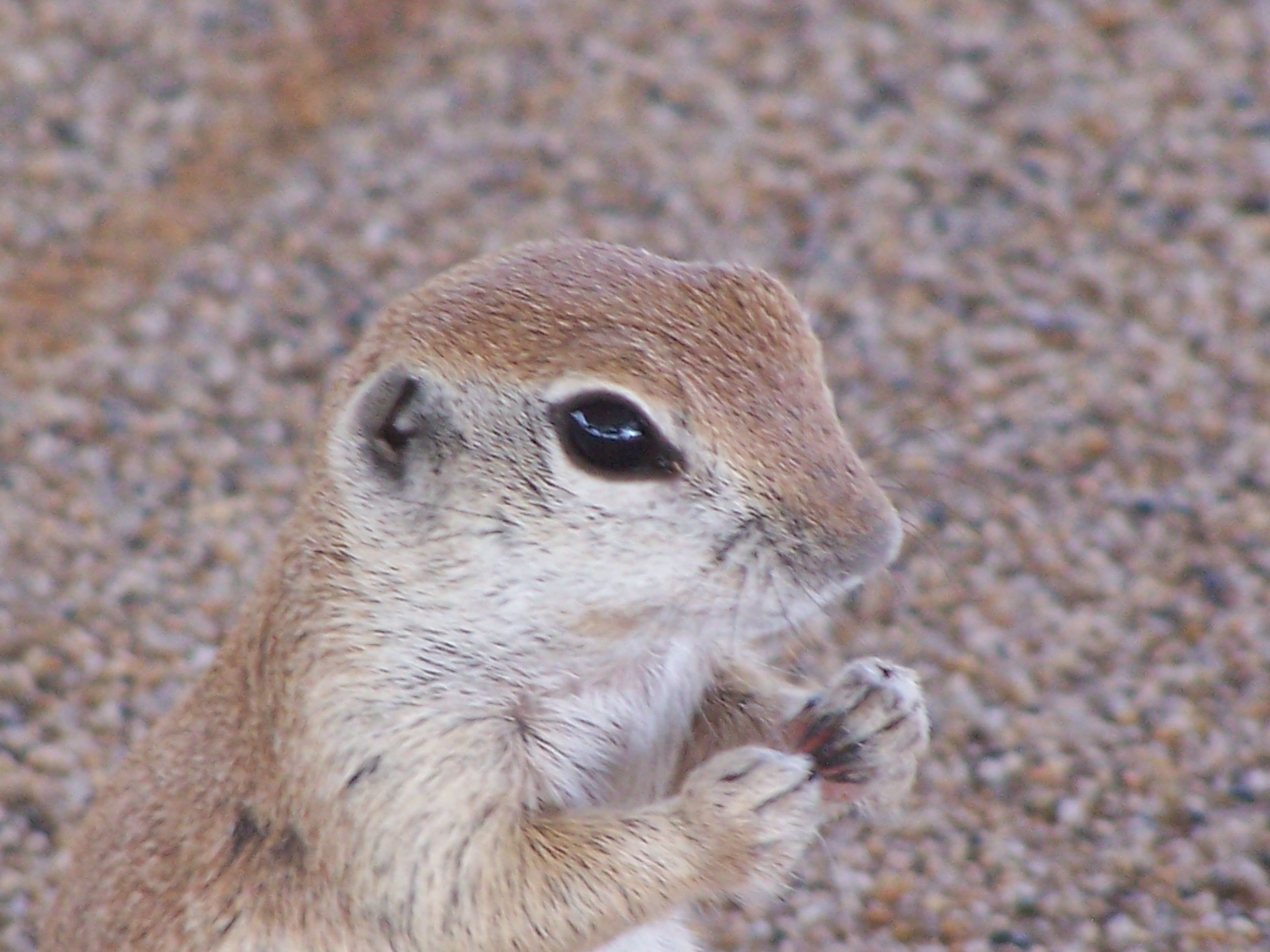 Close up of a round tail ground squirrel showing tiny ears, big eyes, and clawed hands