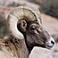 bighorn sheep