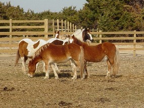 Banker ponies in their pasture on Ocracoke Island.