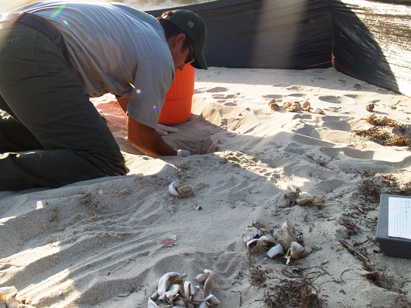 A park biologist excavates a sea turtle nest.