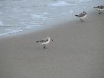 Sanderlings