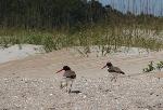 American Oystercatchers