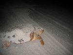 Female Loggerhead Sea Turtle