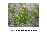 Bitterweed