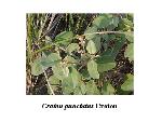 Croton