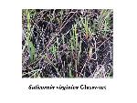 Glasswort