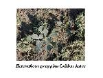 Golden aster