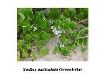 Greenbriar