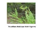 Bald Cypress