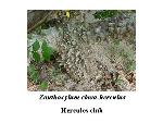 Hercules club