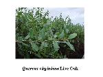 Live Oak