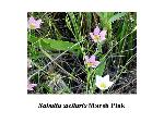 Marsh pink