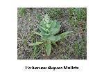 Mullein
