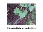 Muscadine grape