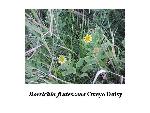 Oxeye Daisy