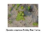 Prickly Pear Cactus