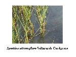 Saltmarsh Cordgrass
