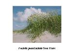Sea Oats
