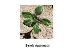 Seabeach Amaranth