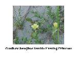 Seaside Evening Primrose