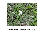 Starsedge