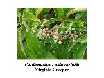 Virginia Creeper