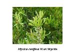Wax Myrtle