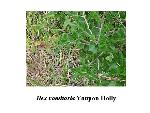 Yaupon Holly