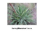 Yucca