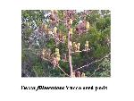 Yucca seed pods