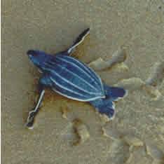 A sea turtle hatchling makes its crawl back to the surf.