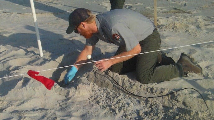 Biologist placing an experimental detection device into a sea turtle nest.