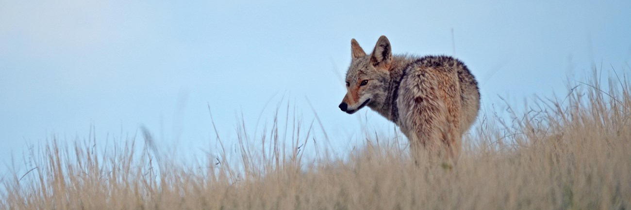 Coyotes are active both day and night, but most active during evenings and mornings. A coyote is seen standing in a field of long grass.