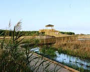 This boardwalk offers an excellent view of a freshwater marsh.