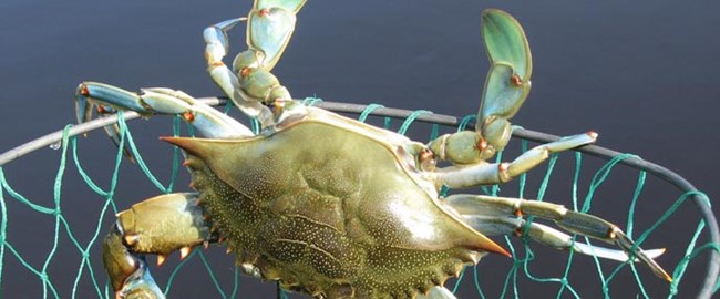 Blue crab caught during a ranger-led crabbing program