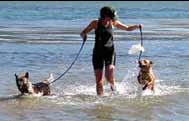 Playing in the surf with two dogs.