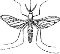 Mosquito