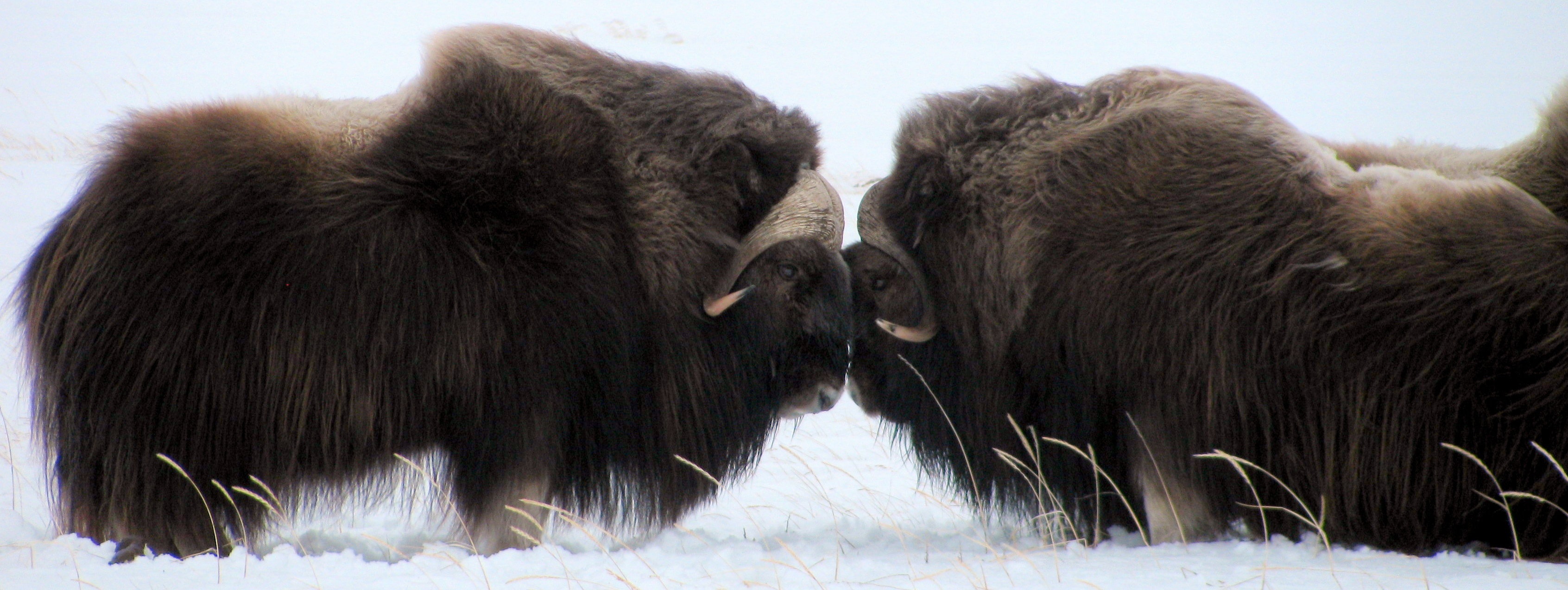 Two bull muskoxen face each other in the snow
