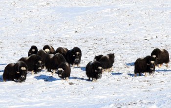 Herd of dark brown muskox in the snow