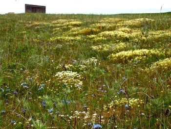 Carpet of blue and white flowers on a vegetated beach ridge with an old cabin in the distance