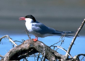 White and grey bird with black head and red beak stands on a log by the water