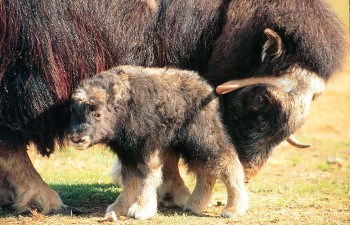 Dark brown muskox cow checks on her young standing in front of her
