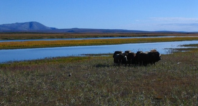Muskoxen huddle near a lagoon with mountains in the distance.