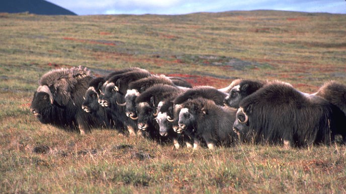 group of muskox standing on the tundra