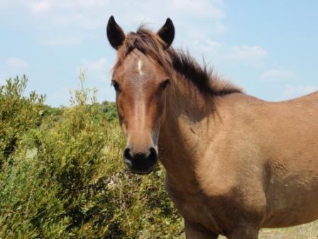 horse photo_2011 report