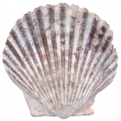 Bay Scallop