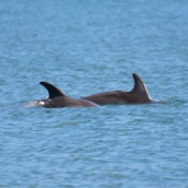Bottlenose Dolphin