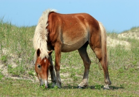 Horse grazing